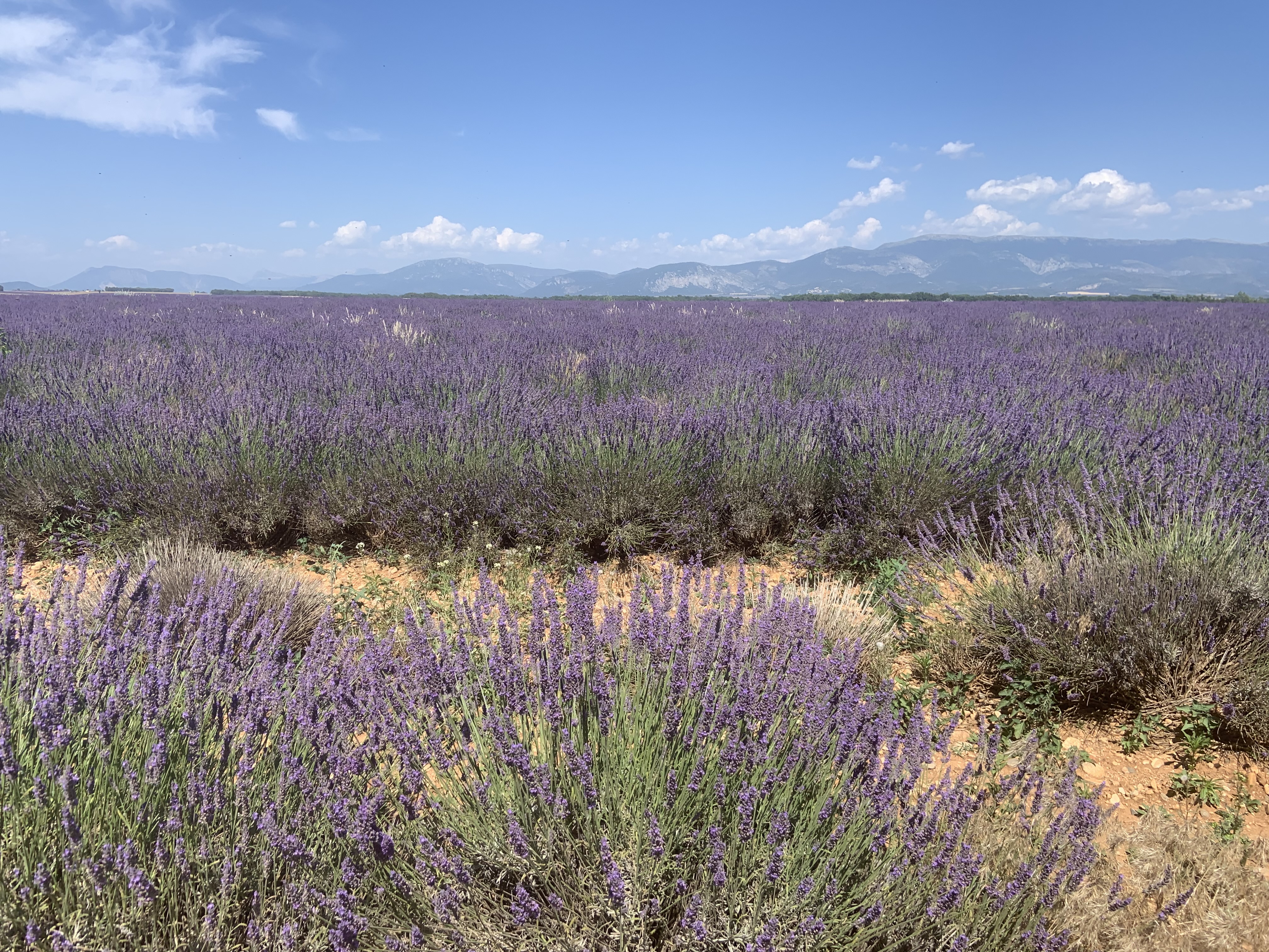 Gallery thumbnail 12